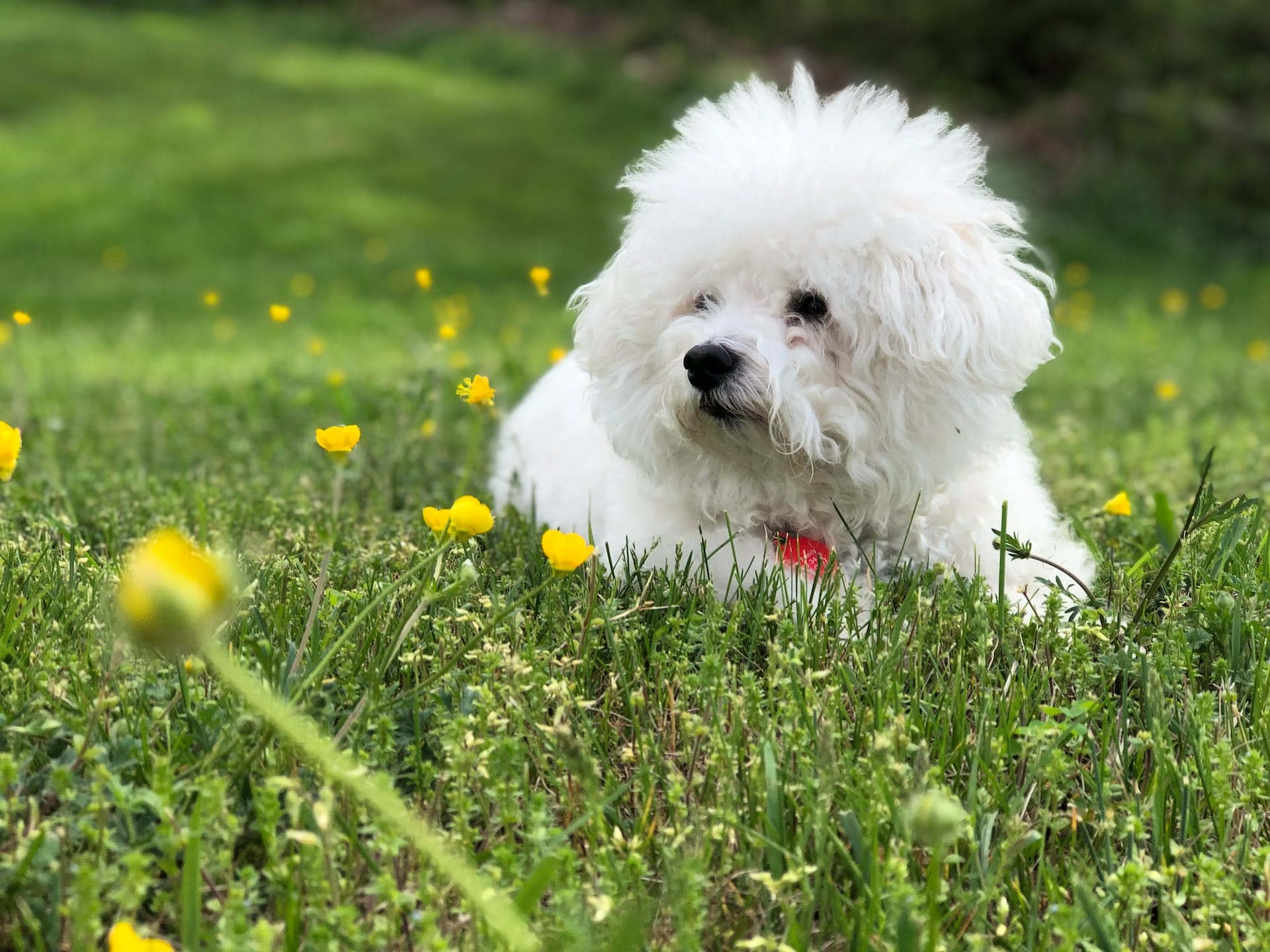 Bichon Frise Behavior Problems An InDepth Guide PetPress