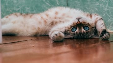 Funny Cat Captions for Instagram