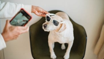Funny Dog Captions for Instagram