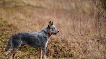 Learn the Australian Cattle Dog Exercise Needs