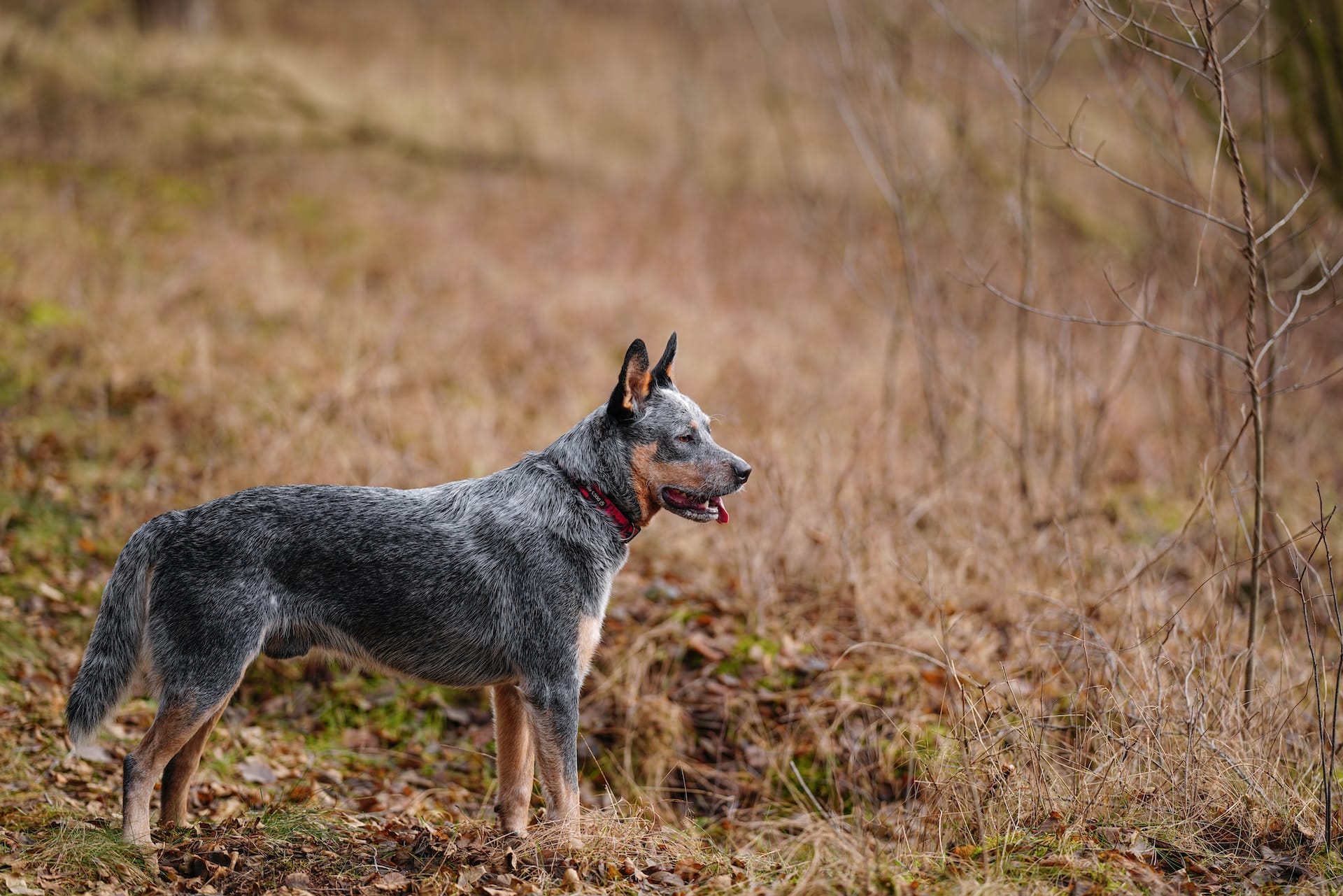 Guide 101: Learn the Australian Cattle Dog Exercise Needs