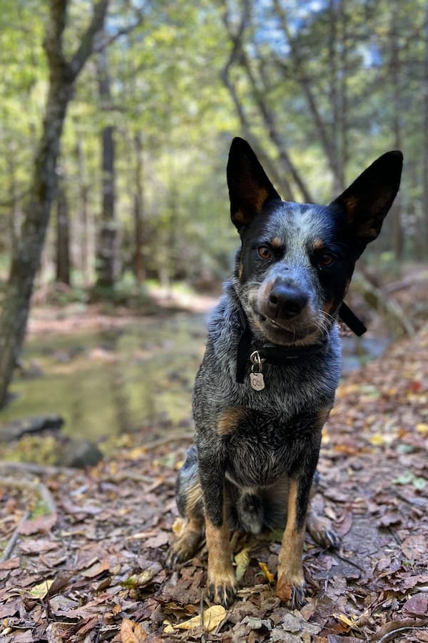 australian-cattle-dog