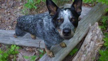 australian-cattle-dog