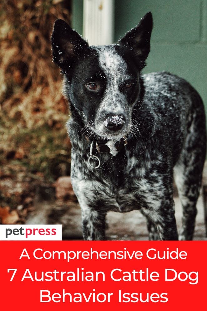 australian cattle dog behavior issues