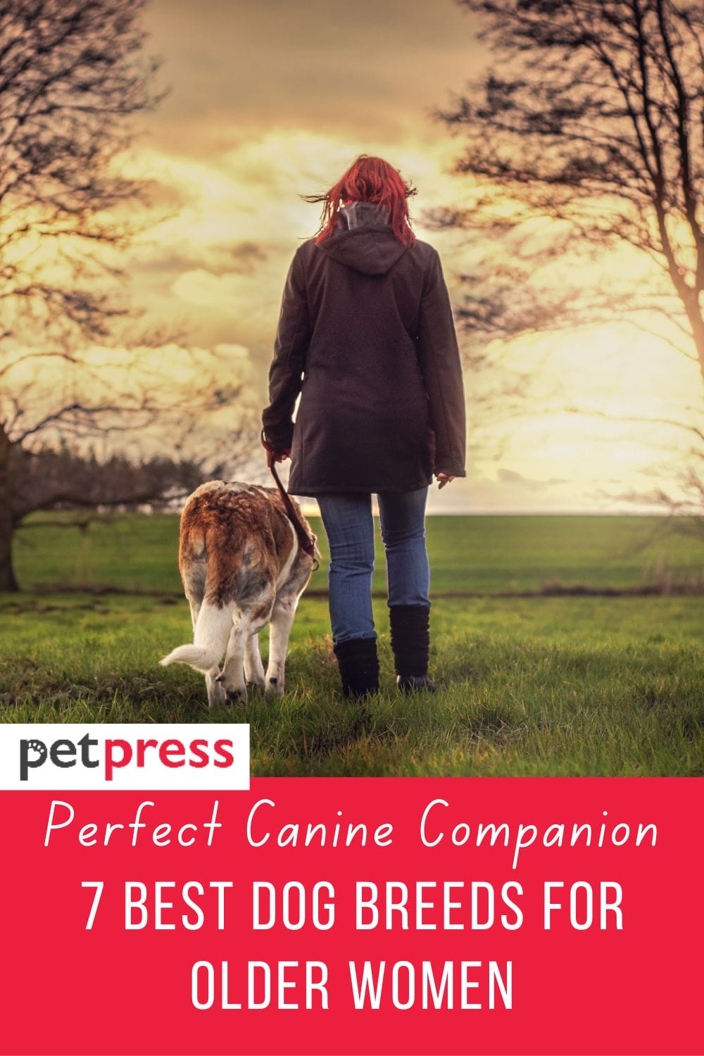 Perfect Canine Companion 7 Best Dog Breeds for Older Women
