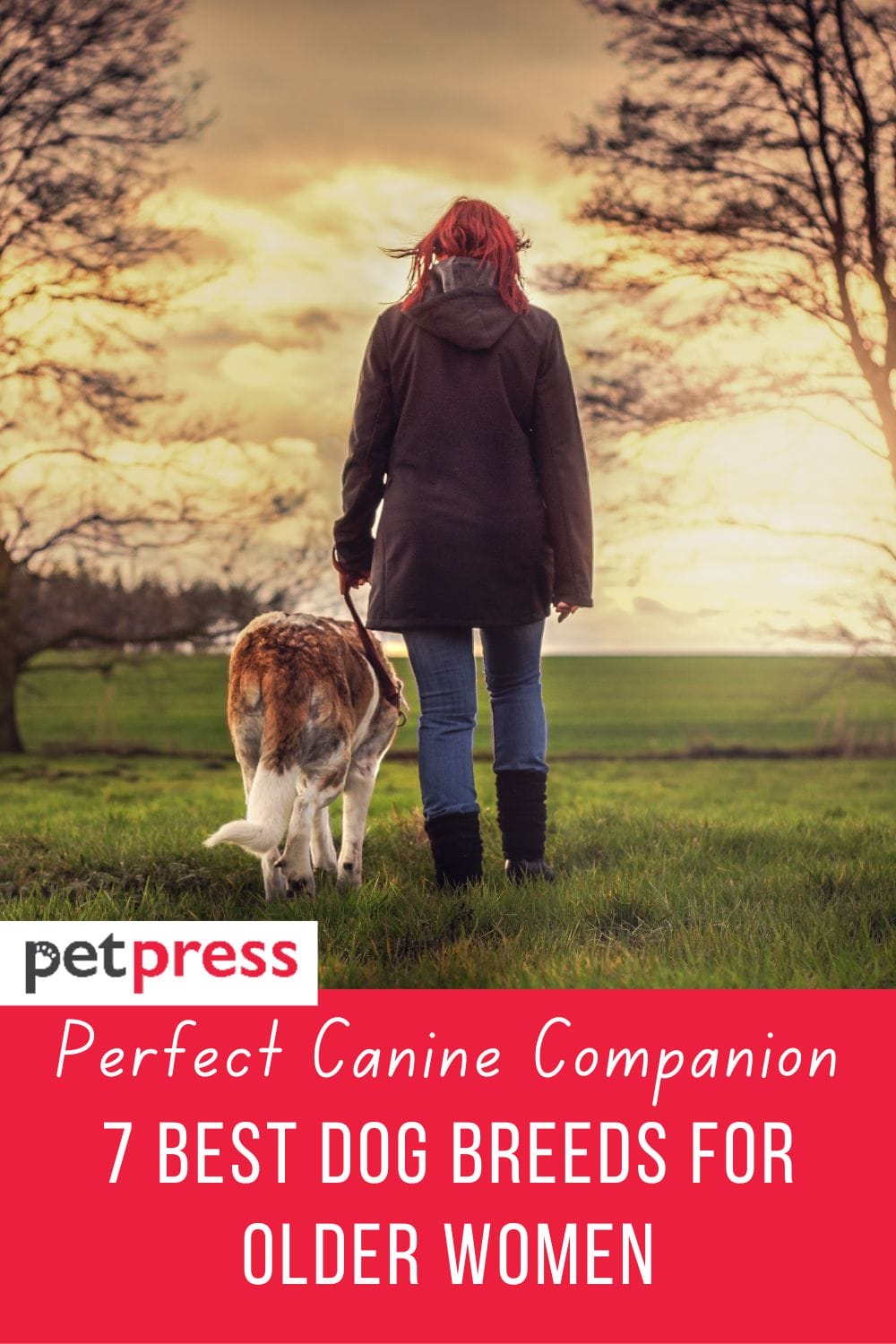 perfect-canine-companion-7-best-dog-breeds-for-older-women