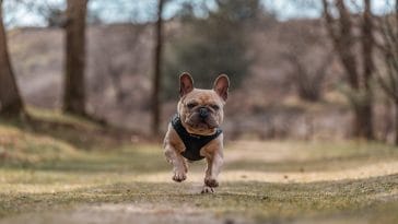 best dog instagram captions