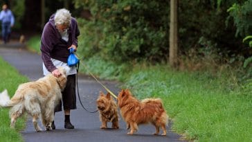 best large dogs for seniors