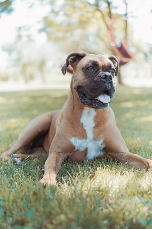 A Comprehensive Guide 7 Common Boxer Dog Behavior Problems