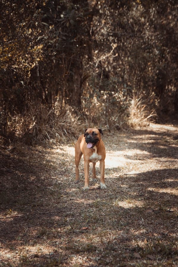 boxer-dog-behavior