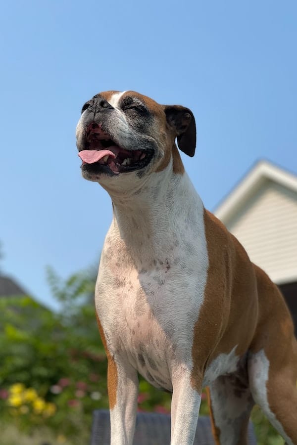 boxer-dog-behavior