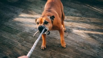 boxer-dog-behavior