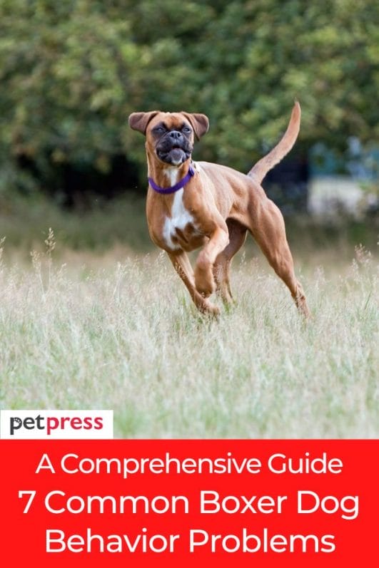 A Comprehensive Guide 7 Common Boxer Dog Behavior Problems