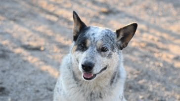 cattle dog exercise needs