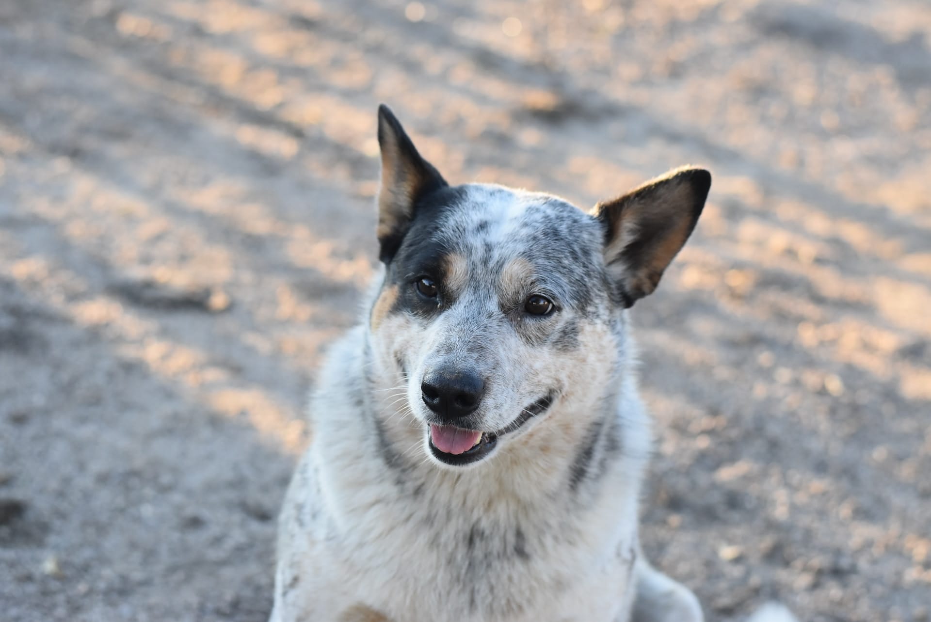 Cattle Dog Exercise Needs: From Couch Pup To Gym Hound