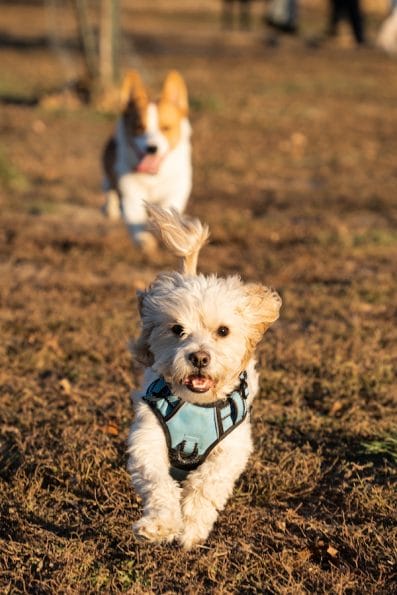 A Comprehensive Guide: Unraveling 7 Cavapoo Behavior Problems
