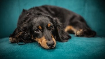 dachshund-behavior-problems