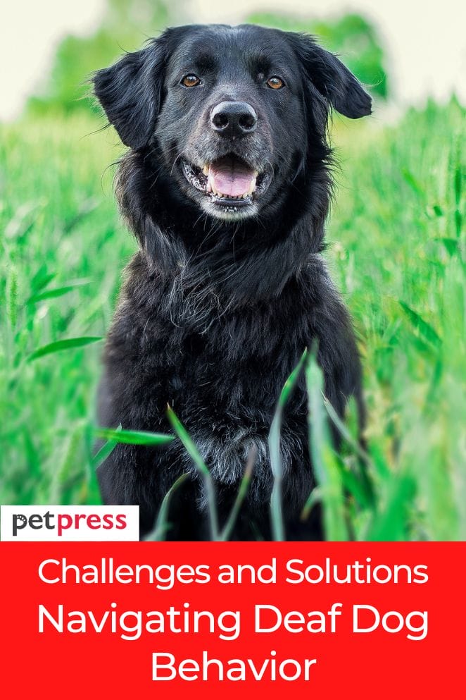 deaf dog behavior problems