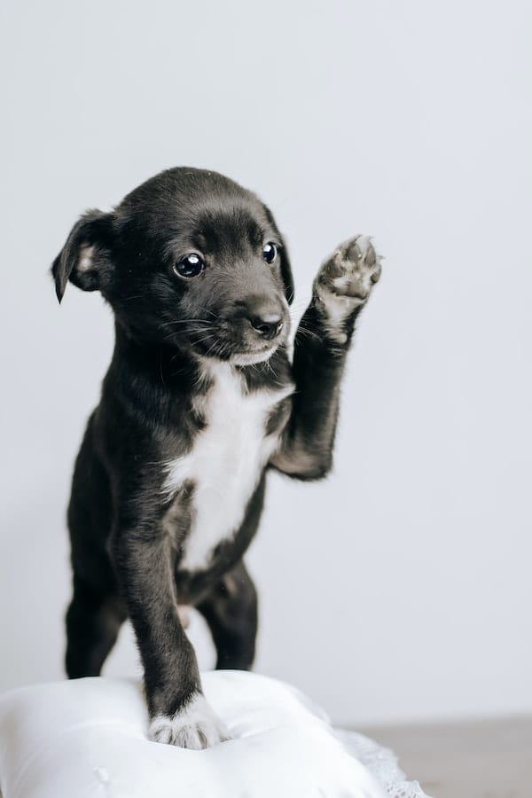 A Definitive Guide Why Dogs Constantly Chewing Paws