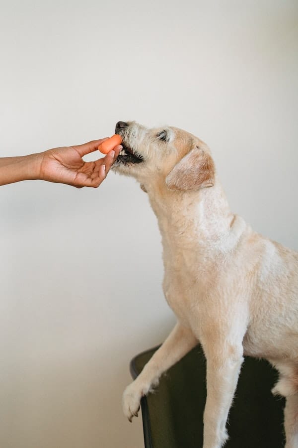 dog-food-aggression