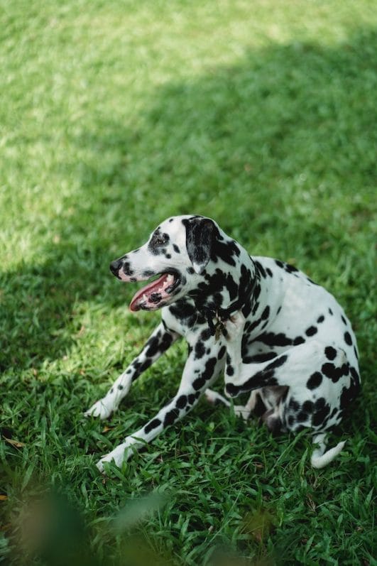 A Guide to Relief Why Dog Won't Stop Scratching?