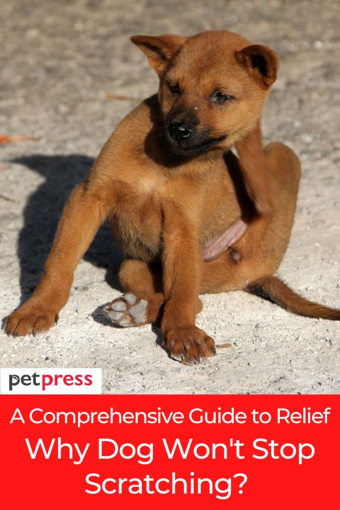 A Guide to Relief Why Dog Won't Stop Scratching?