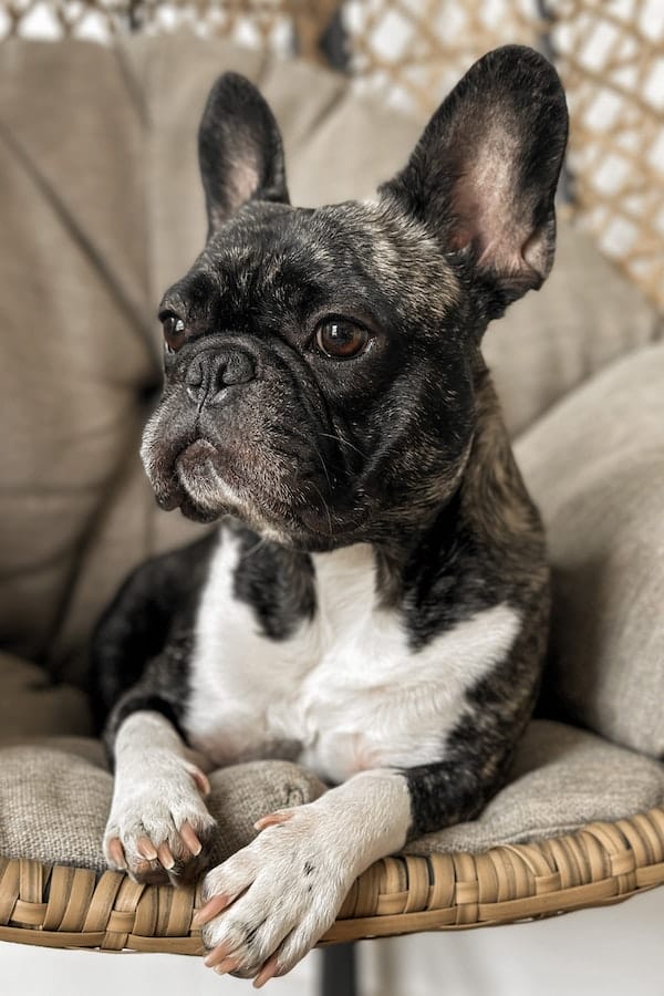 french-bulldog-behavior-problems