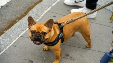 french-bulldog-behavior-problems