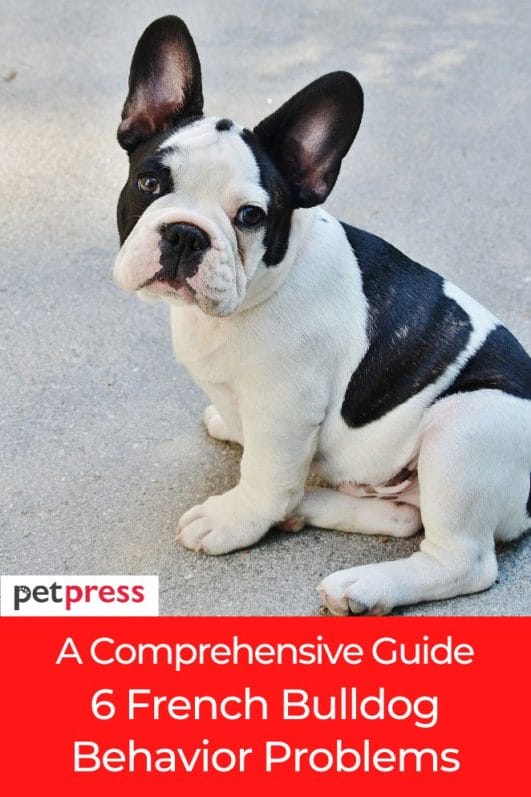 A Comprehensive Guide 6 French Bulldog Behavior Problems