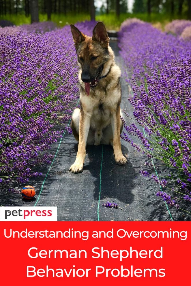 Understanding 8 Common German Shepherd Behavior Problems