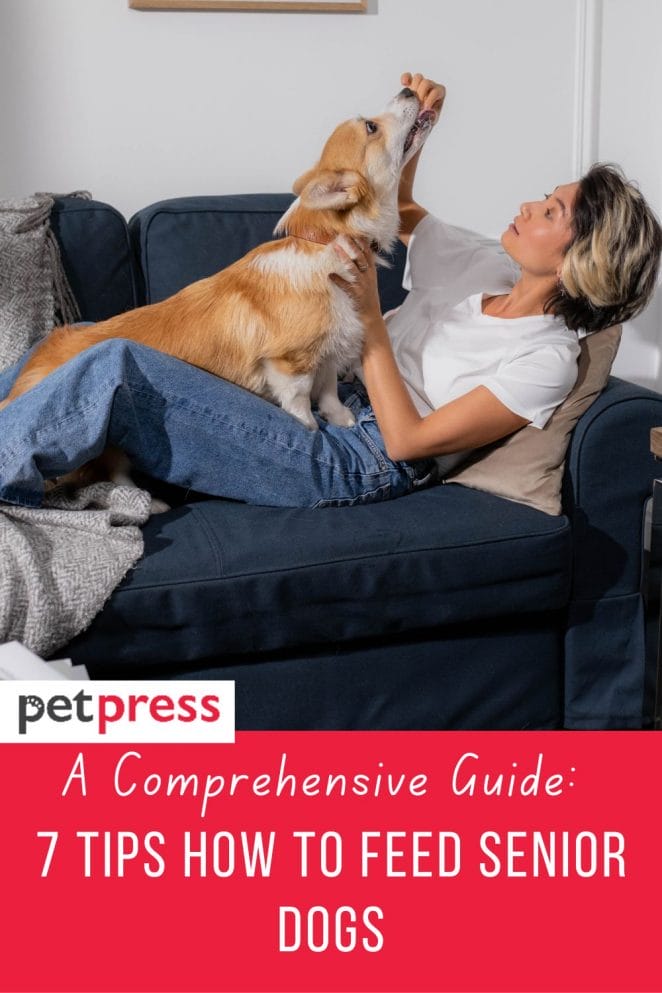 A Comprehensive Guide 7 Tips On How To Feed Senior Dogs what-to-feed-older-dogs-to-gain-weight-greatsenioryears