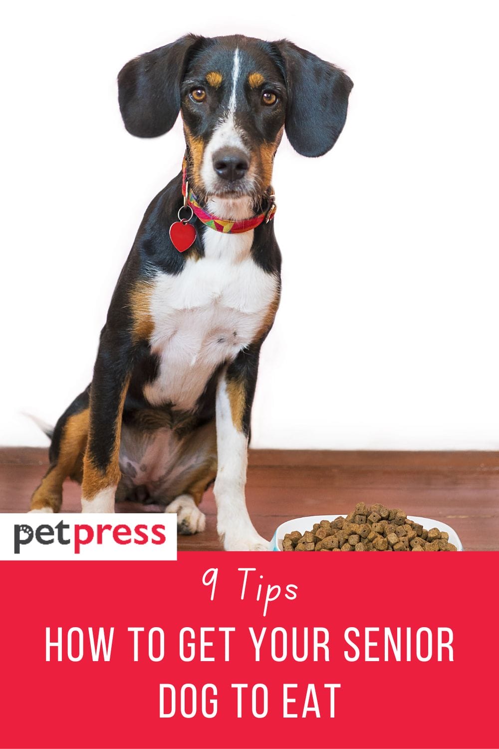 how to get senior dog to eat