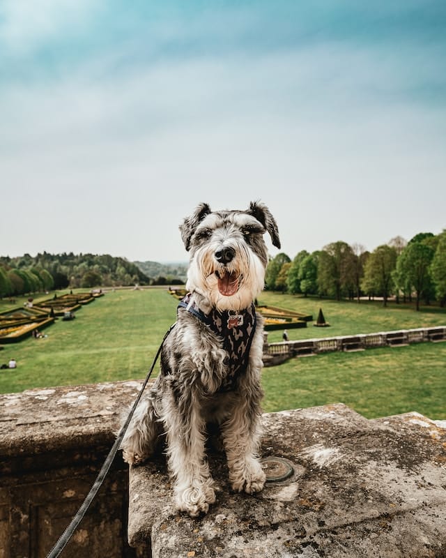 miniature-schnauzer-behavior