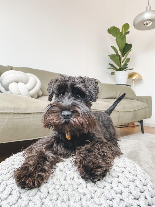 A Detailed Guide 6 Miniature Schnauzer Behavior Problems