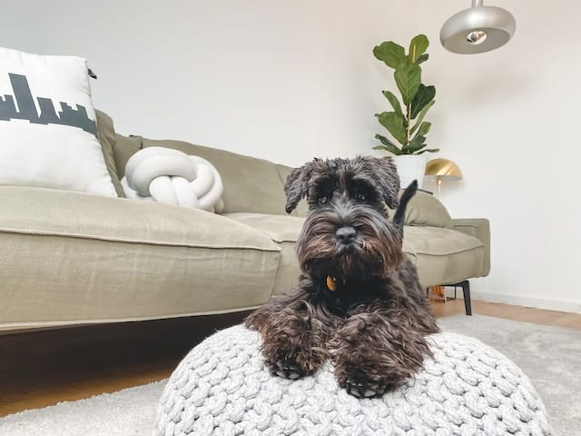 A Detailed Guide: 6 Miniature Schnauzer Behavior Problems