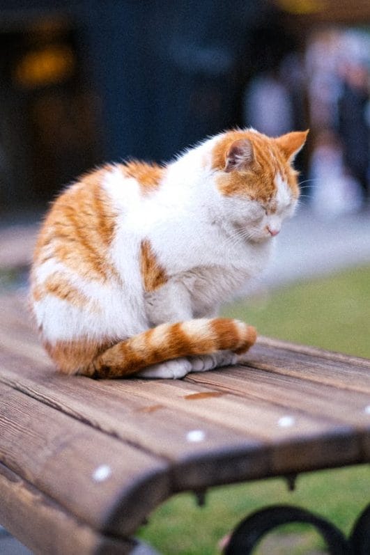 Munchkin Cat Behavior: Playful, Curious, and Unique