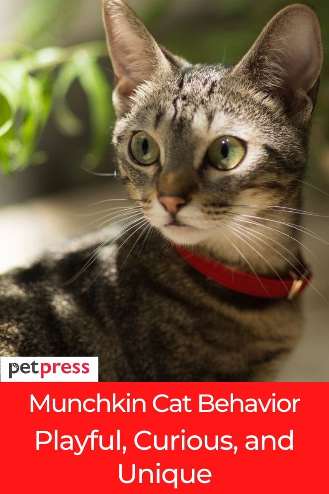 munchkin cat behavior