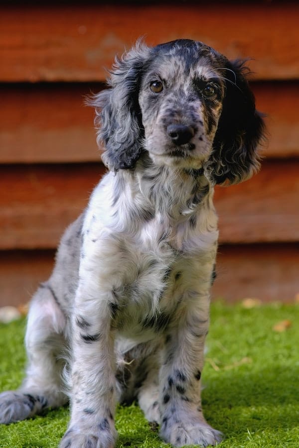 older-dog-aggresive