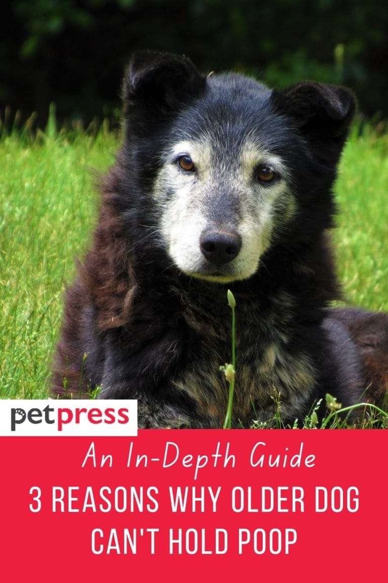 An In-depth Guide: 3 Reasons Why Older Dog Can't Hold Poop