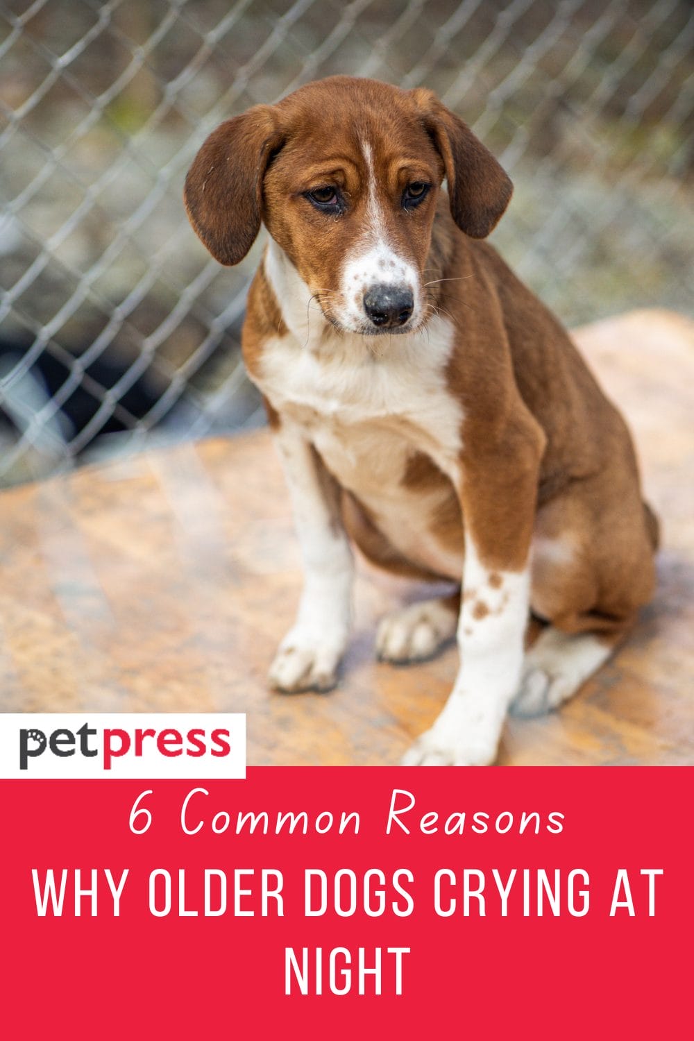 6-common-reasons-why-older-dogs-crying-at-night