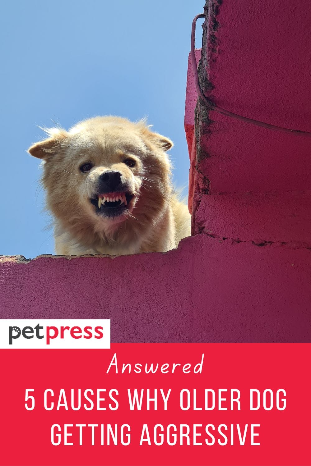 Answered 5 Causes Why Older Dogs Getting Aggressive