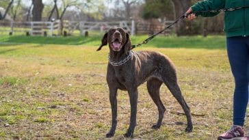 outdoor-play-yard-for-dogs