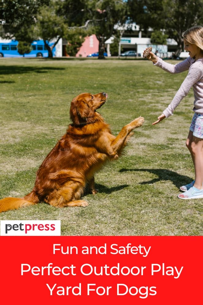 Fun And Safe Perfect Outdoor Play Yard For Dogs