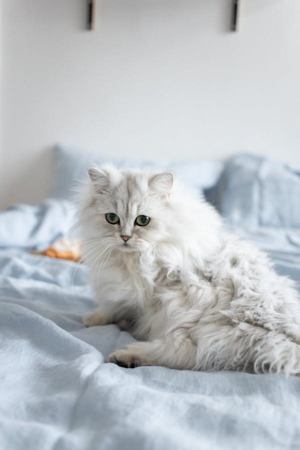 persian-cat-behavior