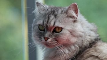 persian-cat-behavior