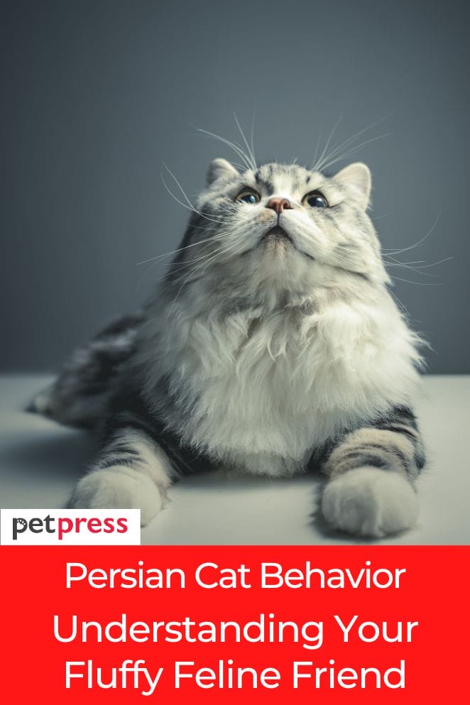 persian cat behavior