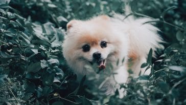 pomeranian behavior issue