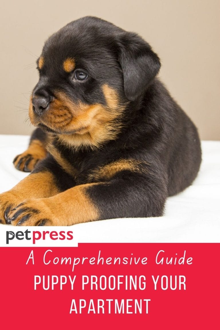 A Comprehensive Guide Puppy Proofing Your Apartment