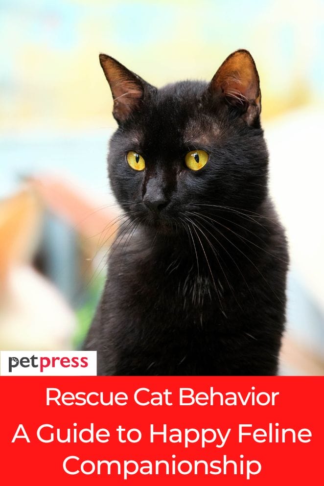 rescue cat behavior