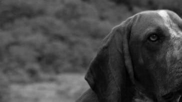 rescue-dog-aggresive